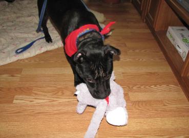 Tommy at Christmas