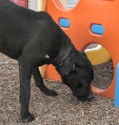 Tommy At shelter