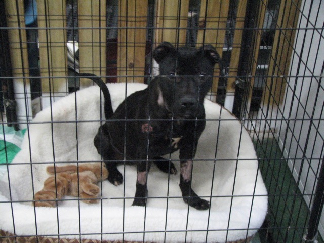 Tommy's bed at shelter